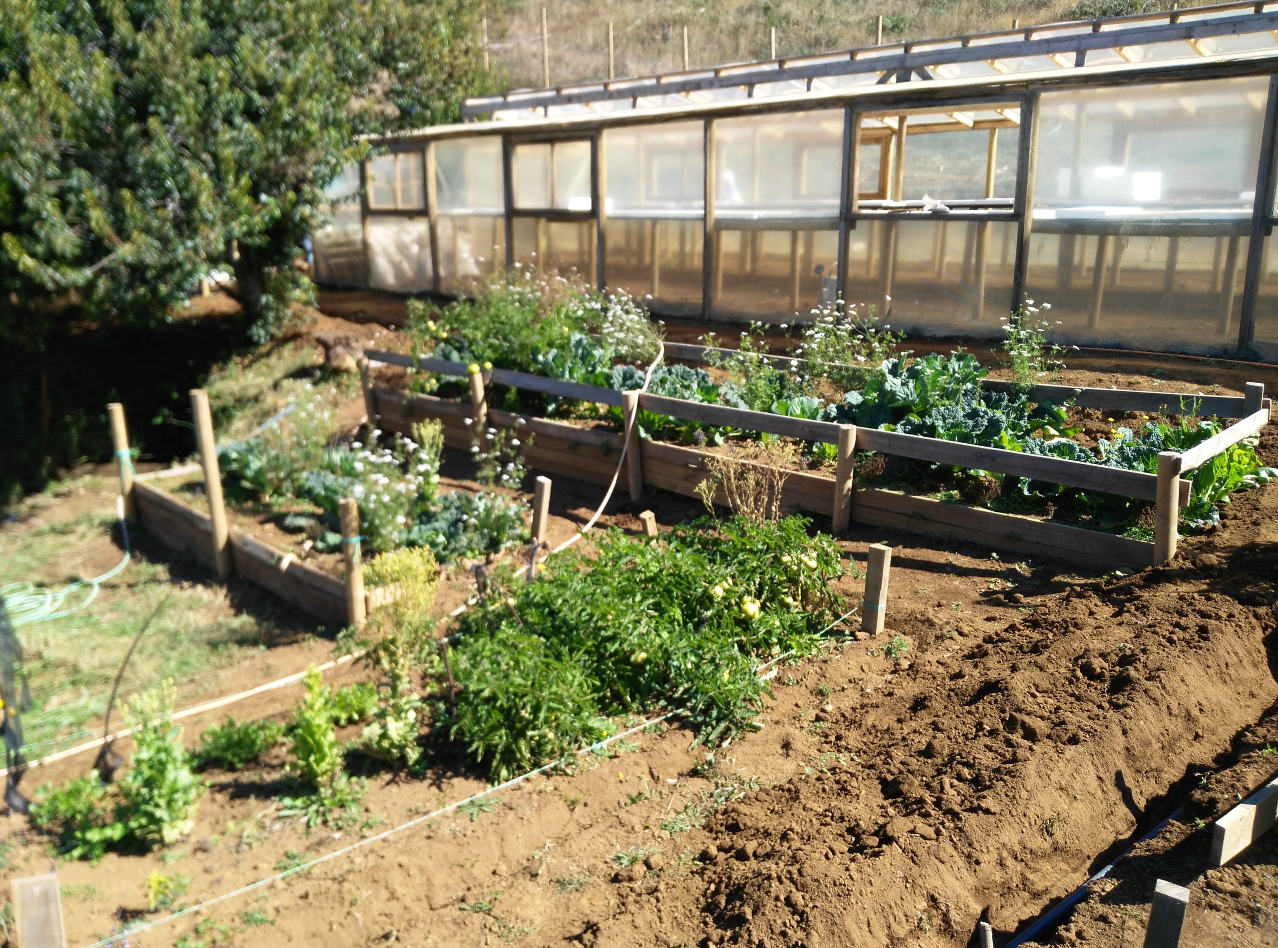 Aproximación al desarrollo de la agricultura y horticultura mapuche. Notas para la comprensión diacrónica de la actividad agrícola mapuche, en el centro-sur de Chile