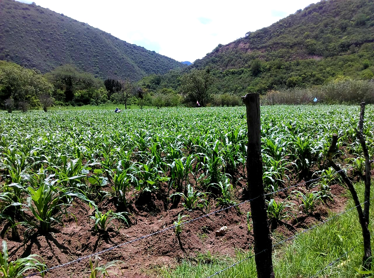 Toque de queda y las buenas nuevas de la pandemia del coronavirus en la Sierra Zapoteca de Oaxaca