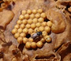 Mujeres abeja: crianza de abejas nativas sin aguijón en Los Tuxtlas, Veracruz