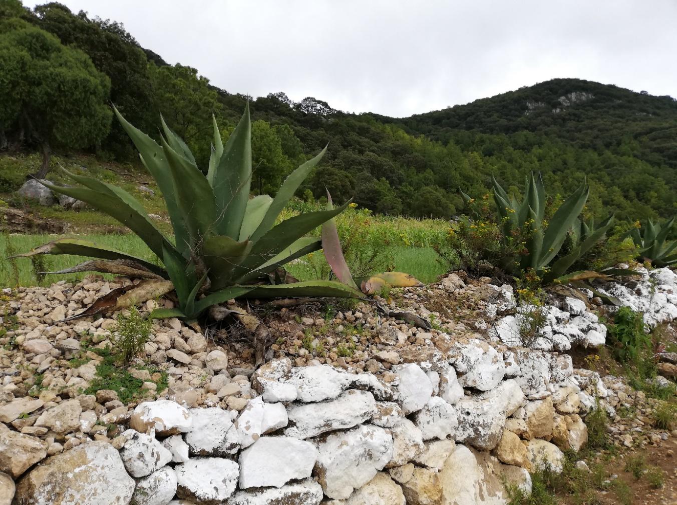 Prácticas y saberes agropecuarios en la Mixteca: un patrimonio histórico vivo