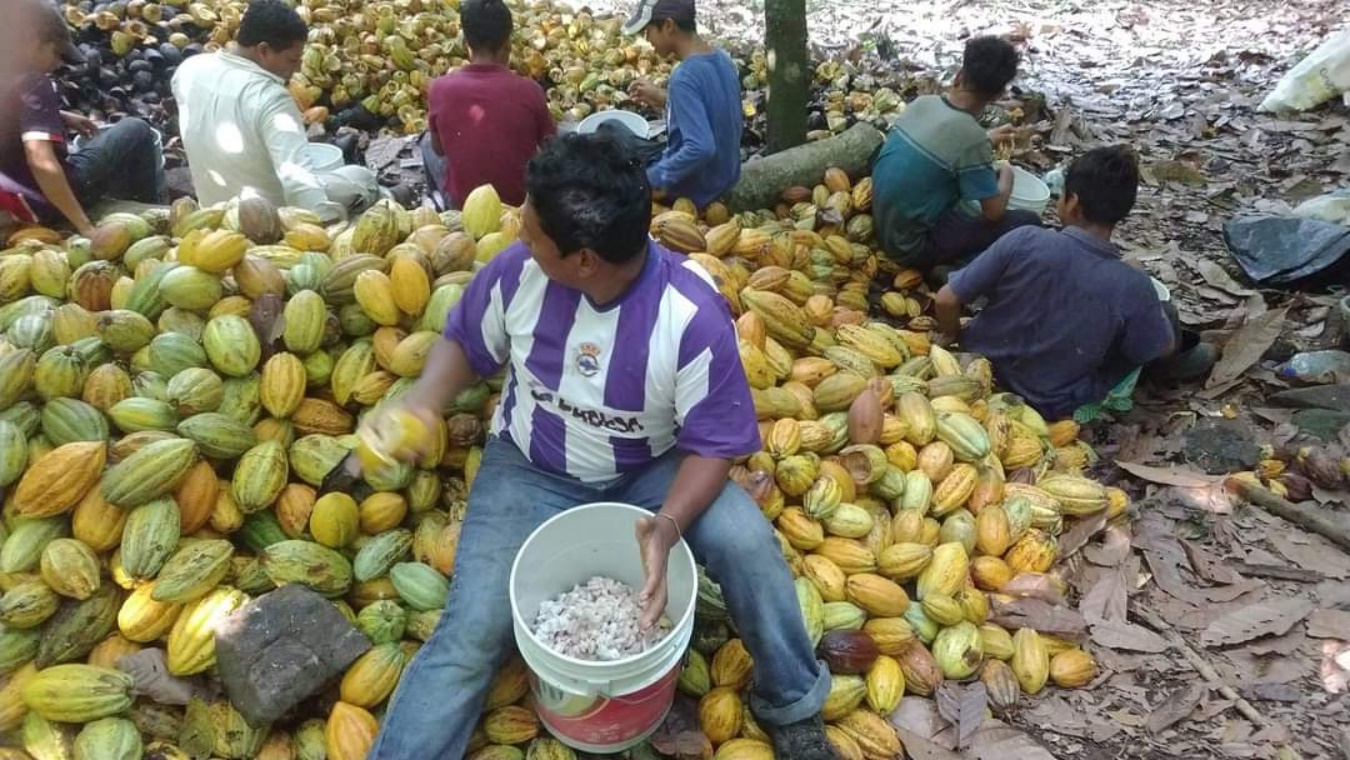 <strong>Los cacaotales de México una oportunidad para conservar la biodiversidad: importancia biológica y cultural</strong>