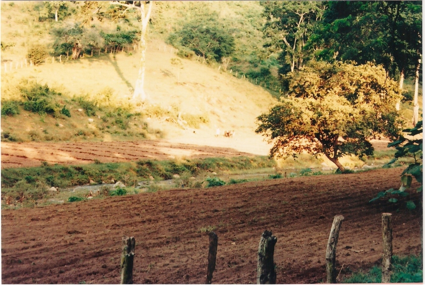 Jirafa parada en medio del campo El contenido generado por IA puede ser incorrecto.